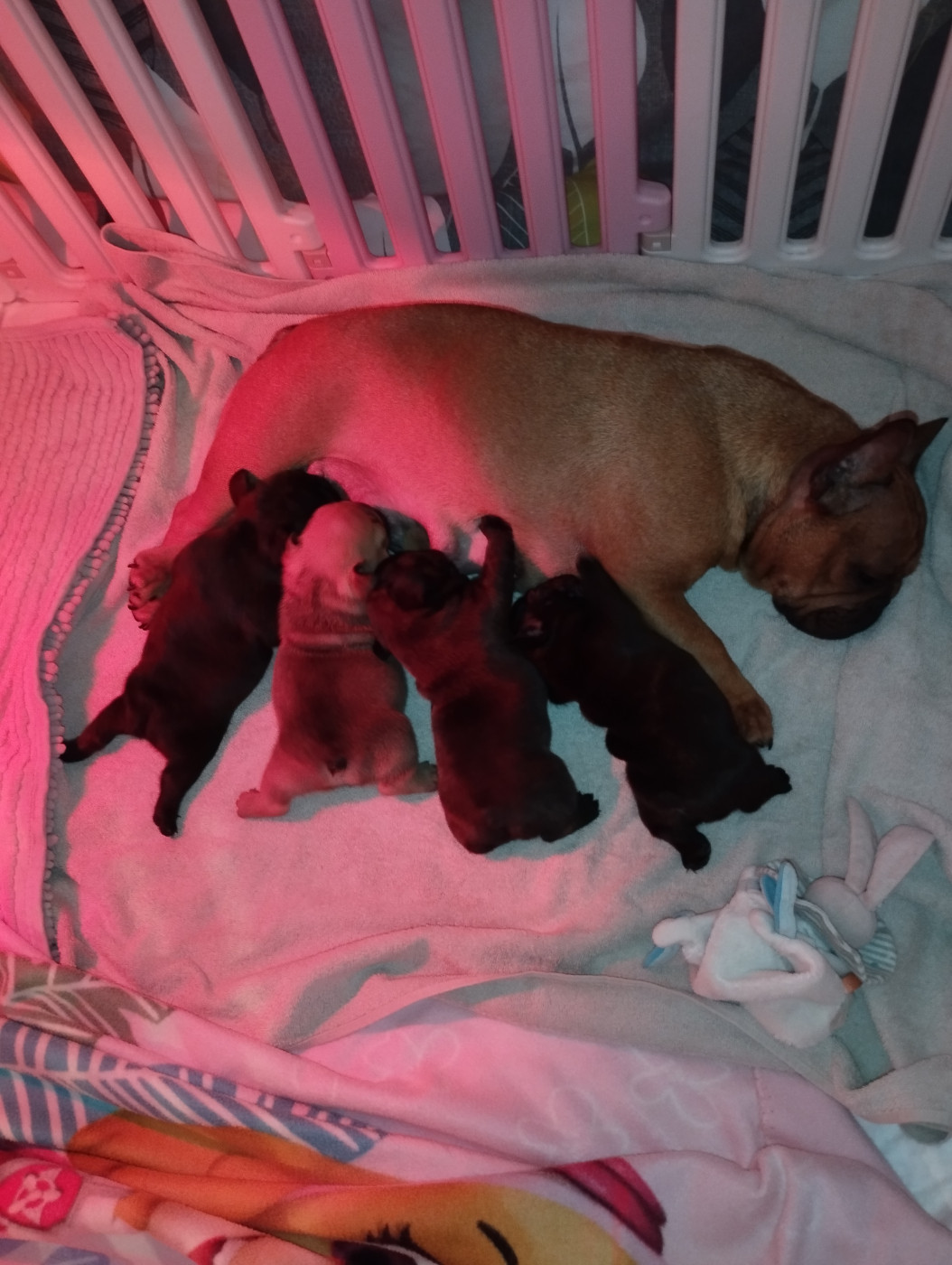 Chiots qui ont vu le jour à la maison